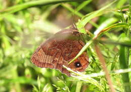 Image of Pedaliodes circumducta