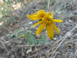 Image of Hall's woolly sunflower