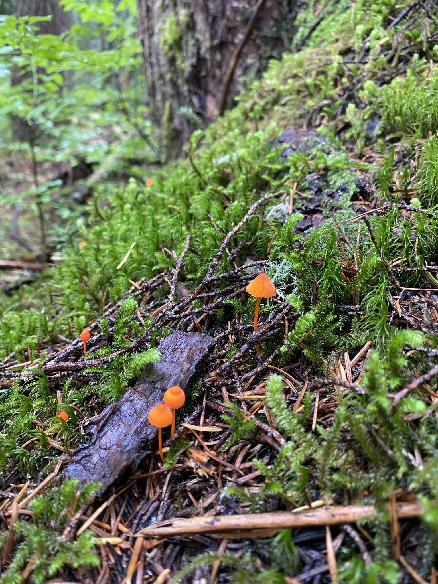 Image of Mycena strobilinoidea Peck 1893