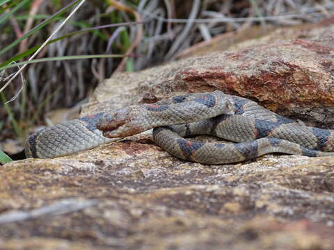 Image of Lampropeltis greeri (Webb 1961)