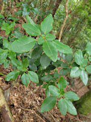 Imagem de Rhododendron ovatum (Lindl.) Planch. ex Maxim.