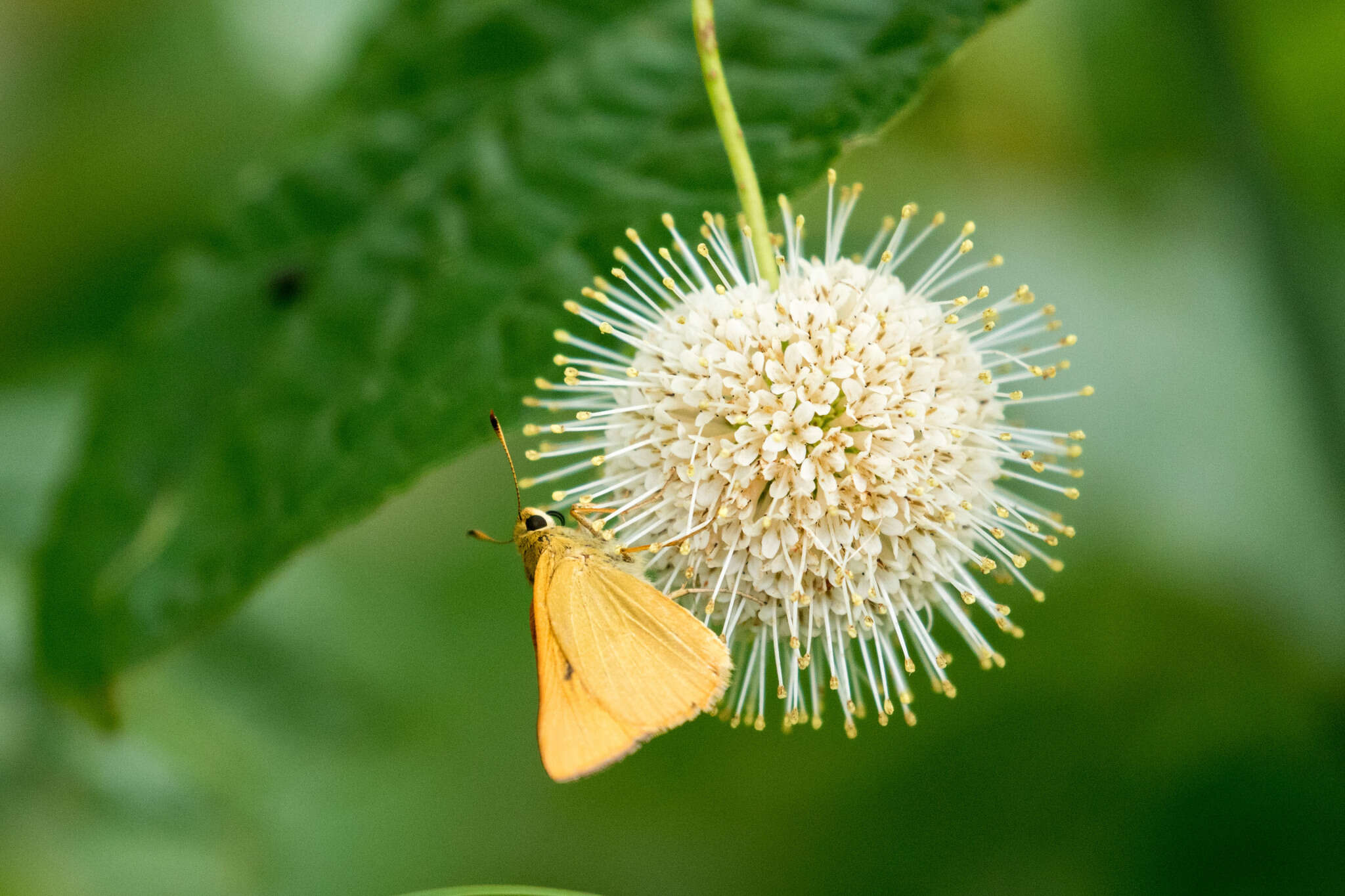 Image of Rare skipper