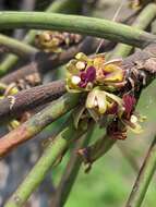 Image of Luisia trichorrhiza (Hook.) Blume