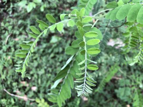 Image of Sophora fraseri Benth.