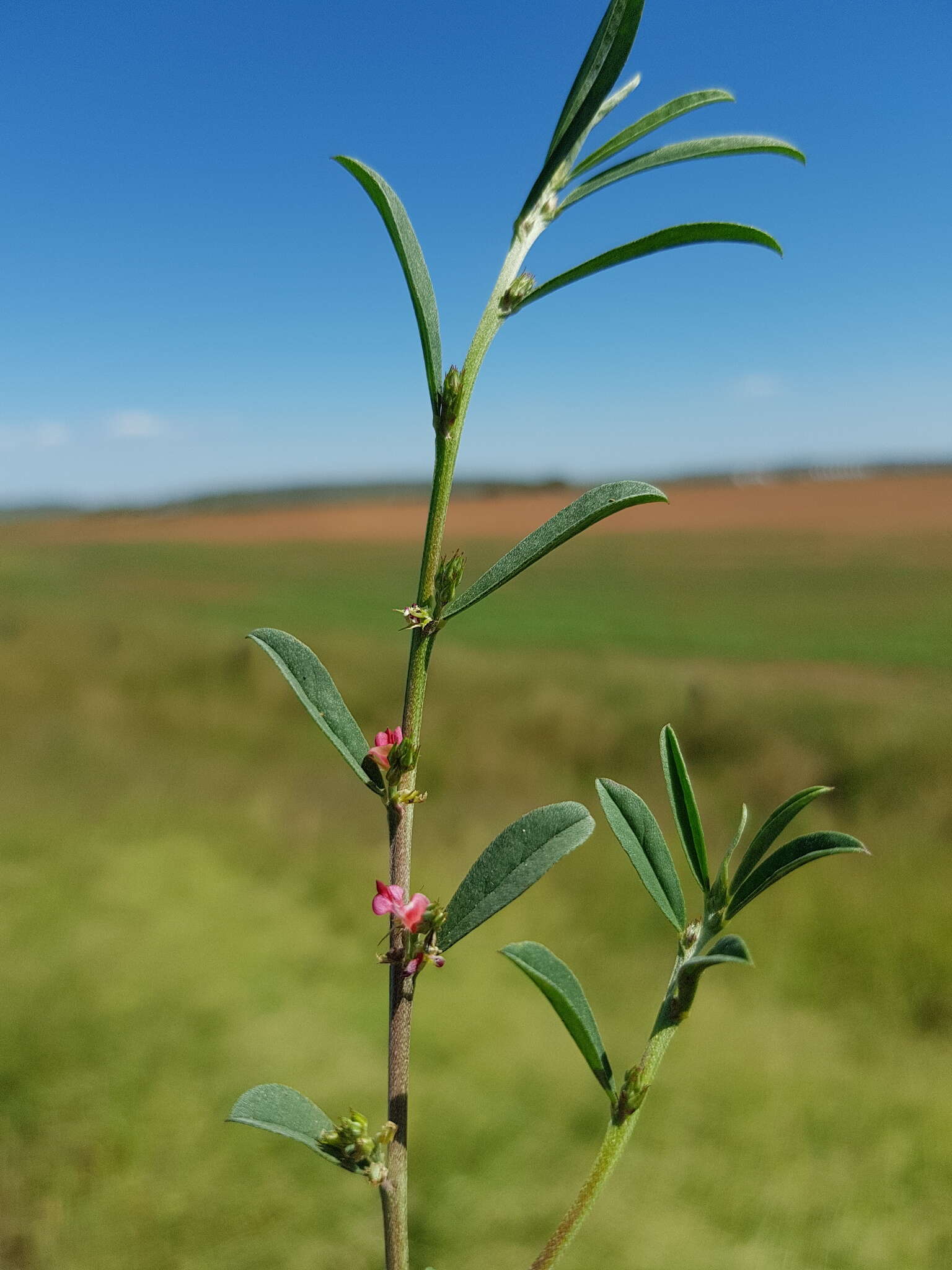 Image of Indigofera linifolia (L. fil.) Retz.