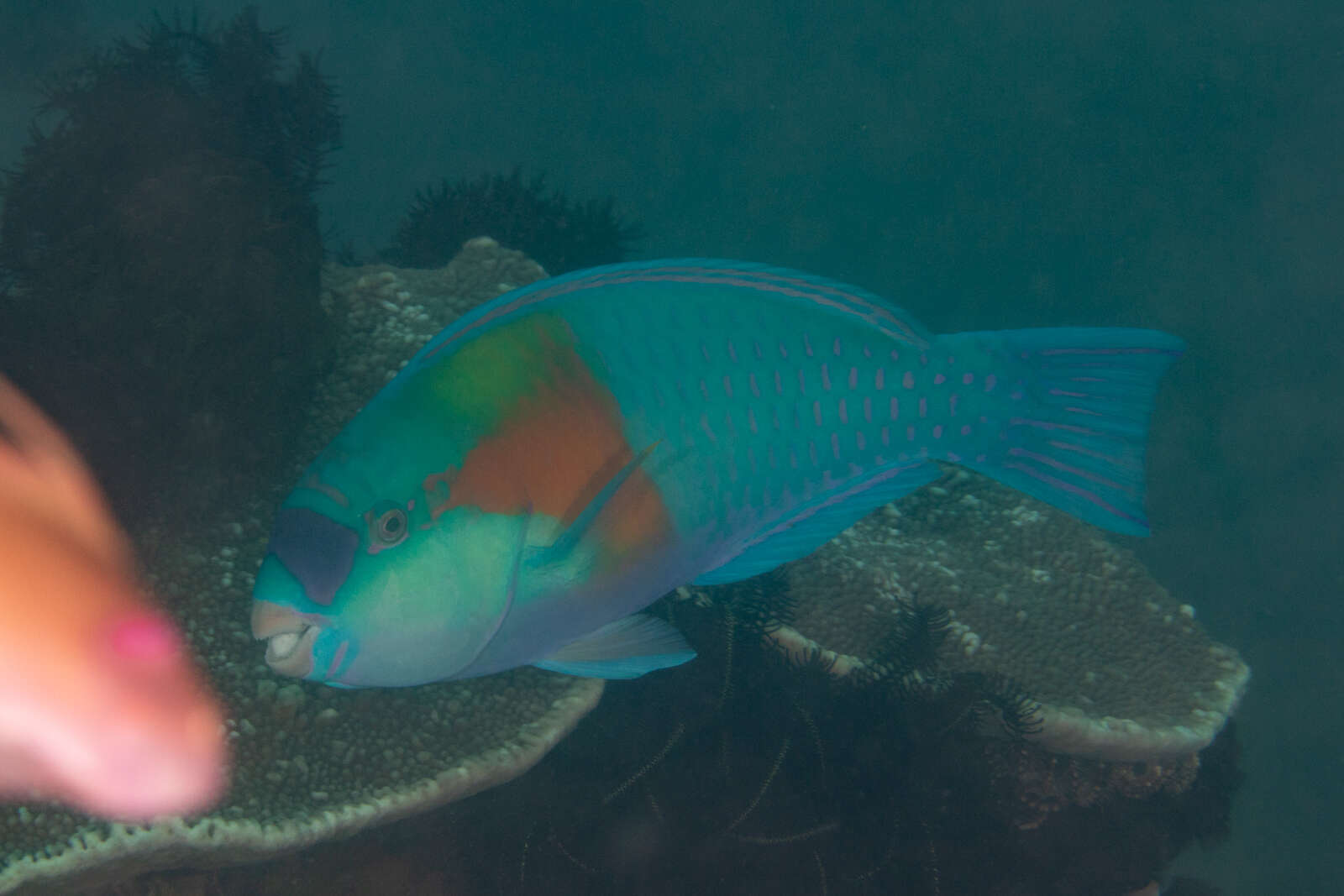 Plancia ëd Chlorurus bowersi (Snyder 1909)