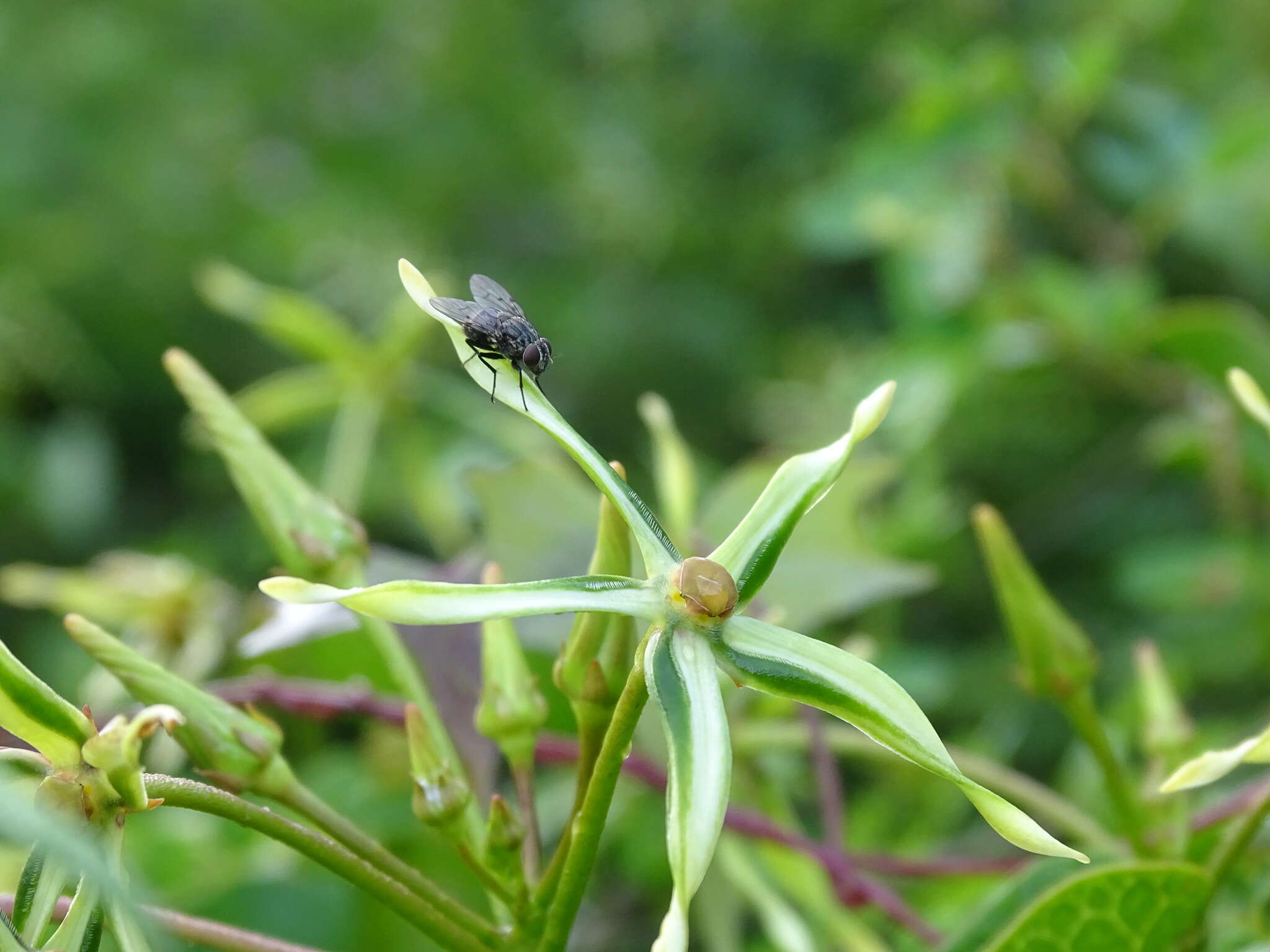 Image of Gonolobus cteniophorus (Blake) R. E. Woodson