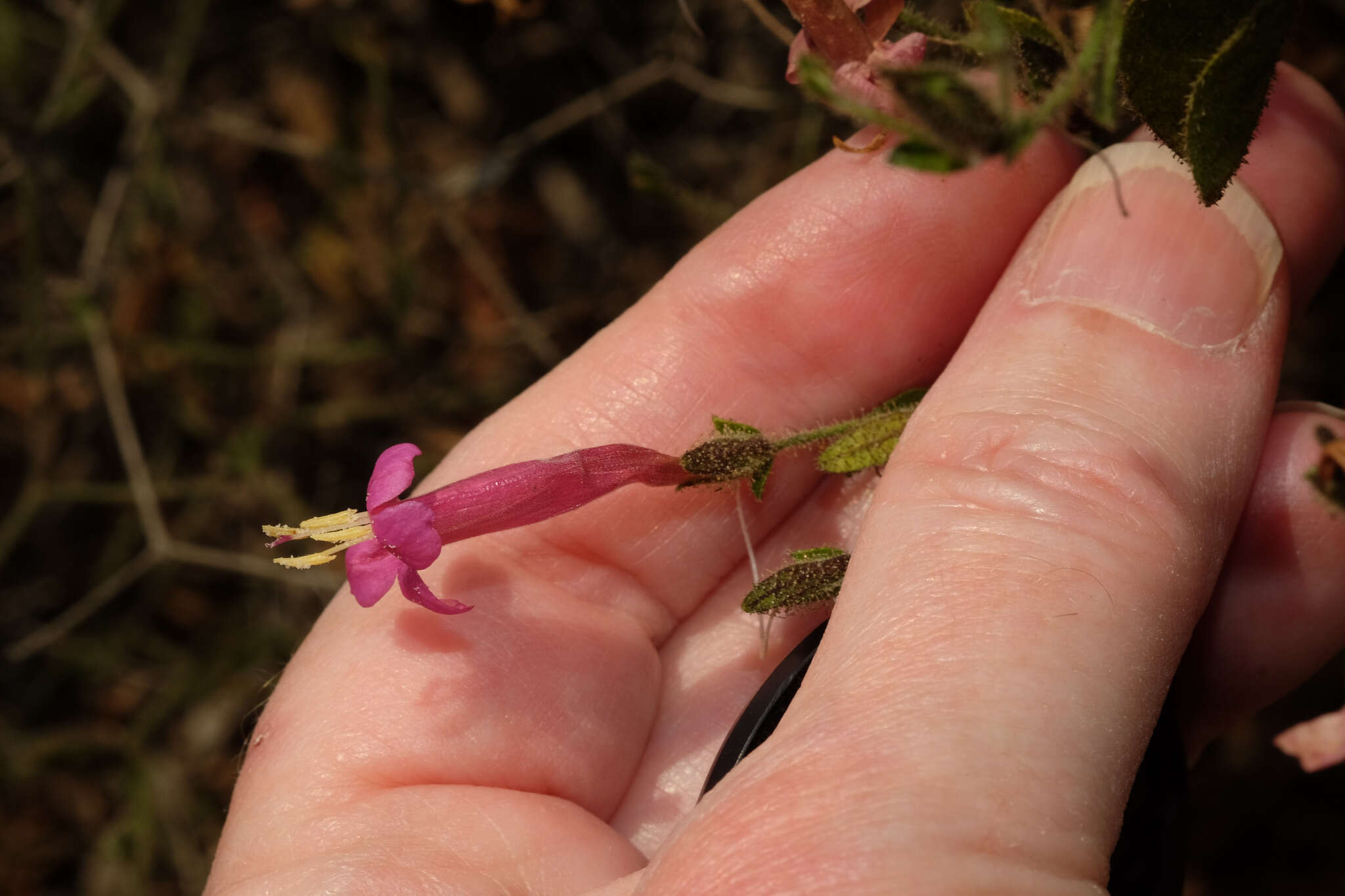 Image of Ruellia floribunda Hook.