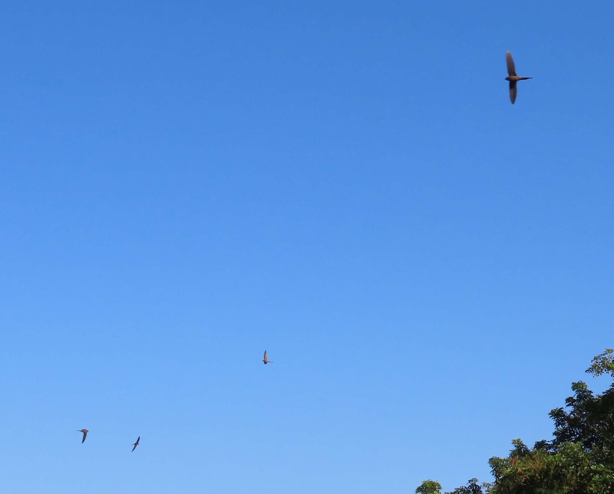 Image of African Palm Swift