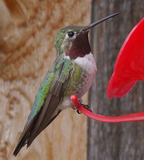 Image of Broad-tailed Hummingbird