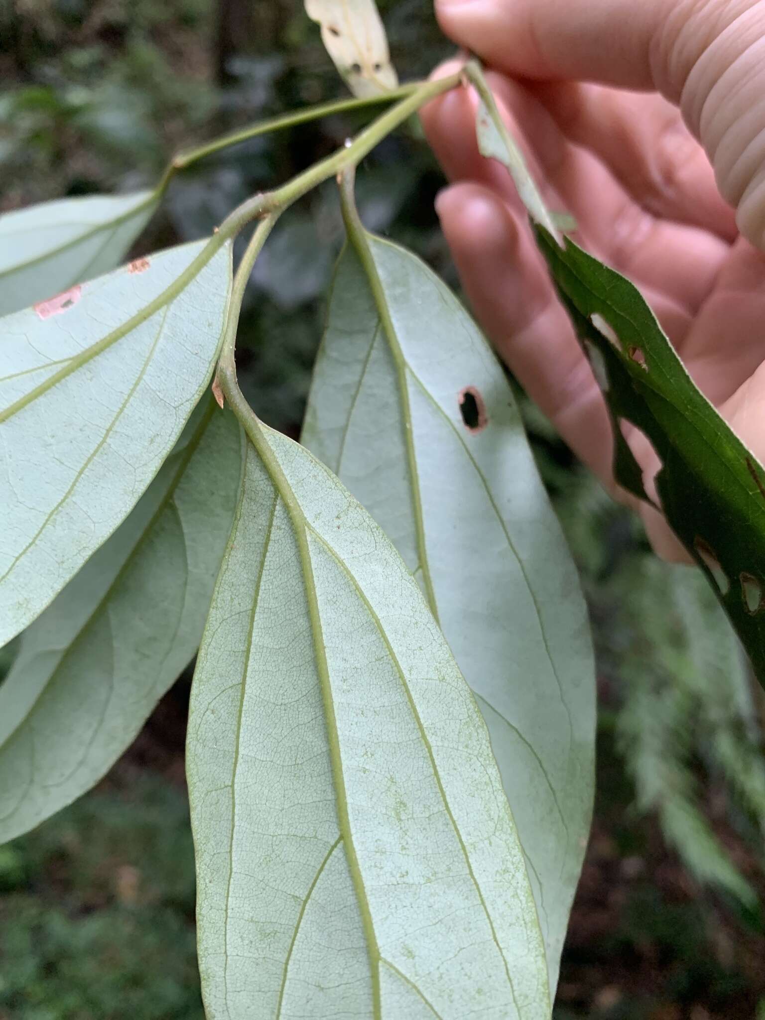 صورة Cryptocarya chinensis (Hance) Hemsl.