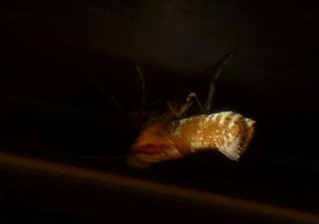 Image of cherry fruit moth