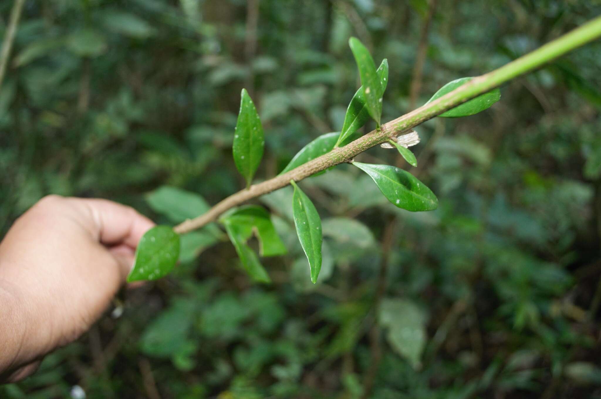 Image of Schoepfia vacciniiflora Planch. ex Hemsl.