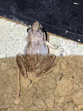 Image of Pale Frog