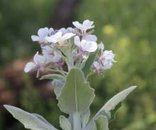 Image of Palmer's spectaclepod