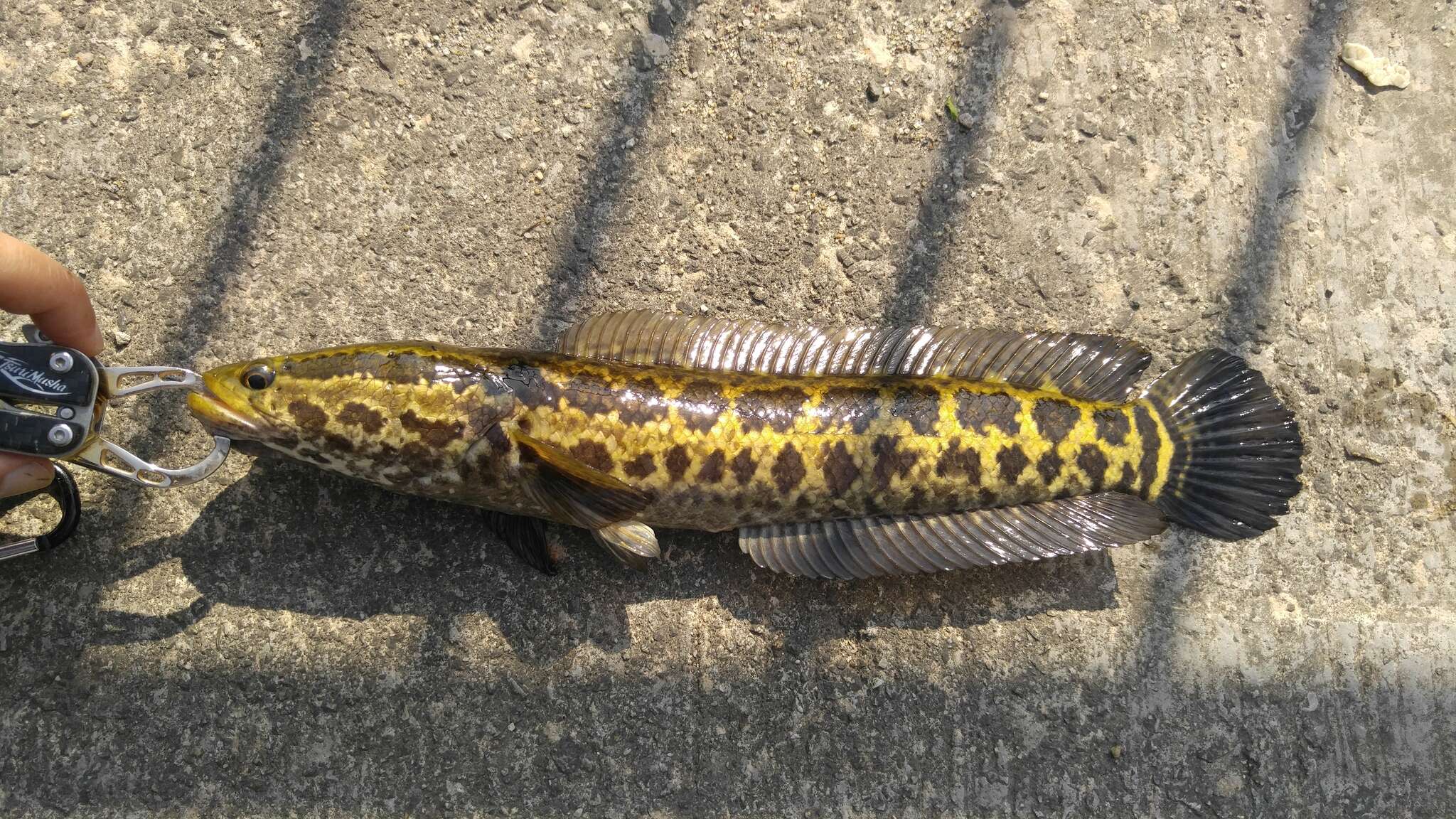 Image of Blotched snakehead