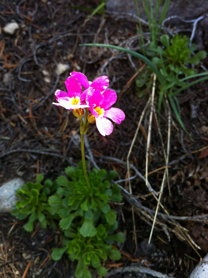 Plancia ëd Primula suffrutescens A. Gray