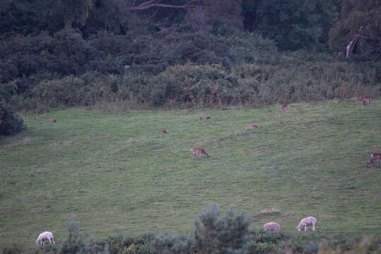 Image of sika deer