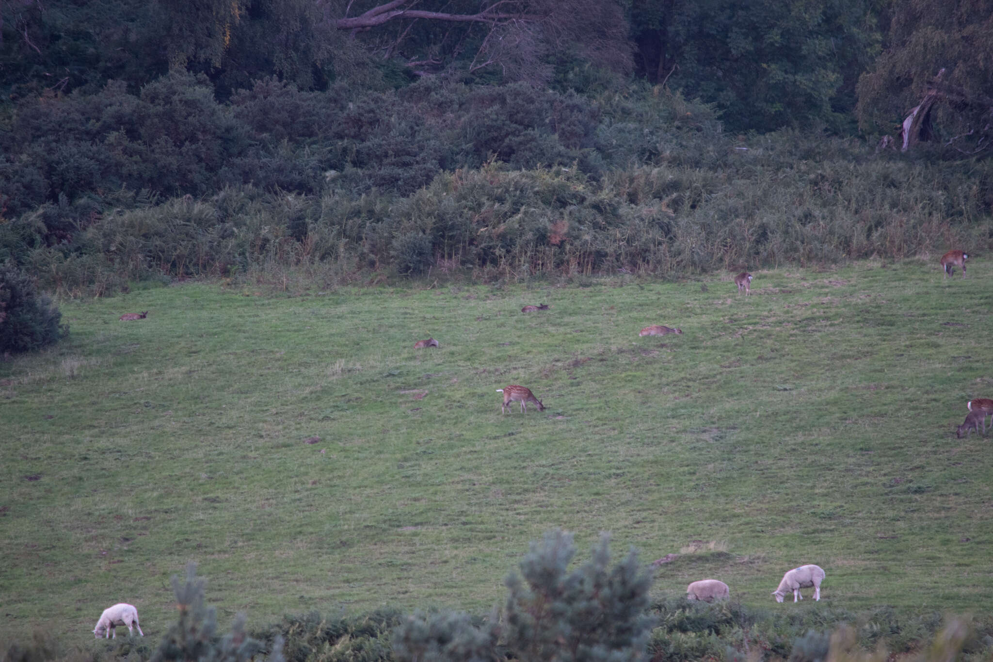 Image of sika deer