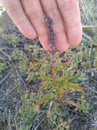 Image of Nepeta multifida L.