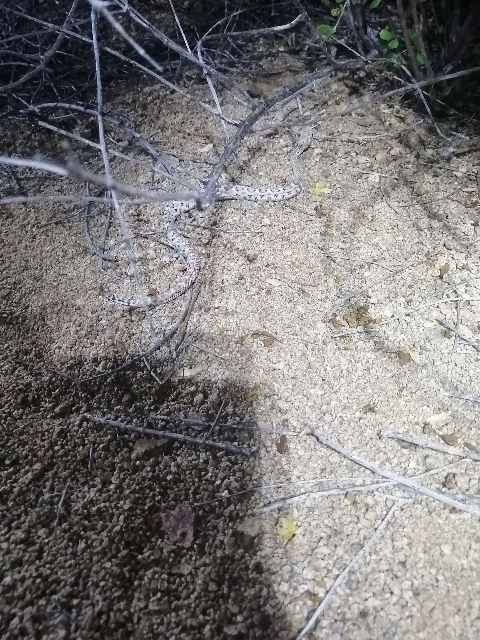 Image of Santa Catalina Island Rattlesnake