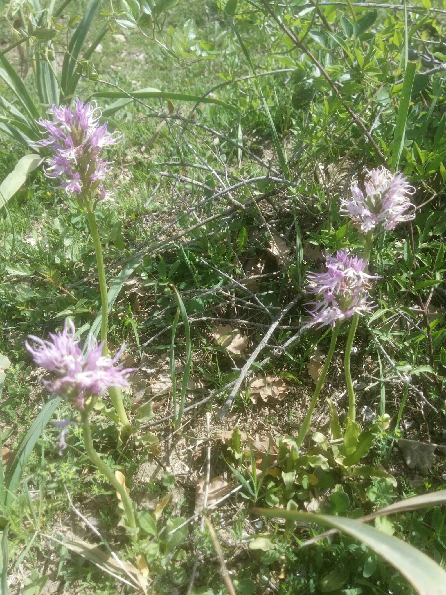 Orchis italica Poir. resmi