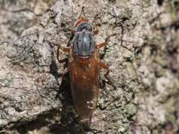 Image de Brachyopa maculipennis Thompson 1980