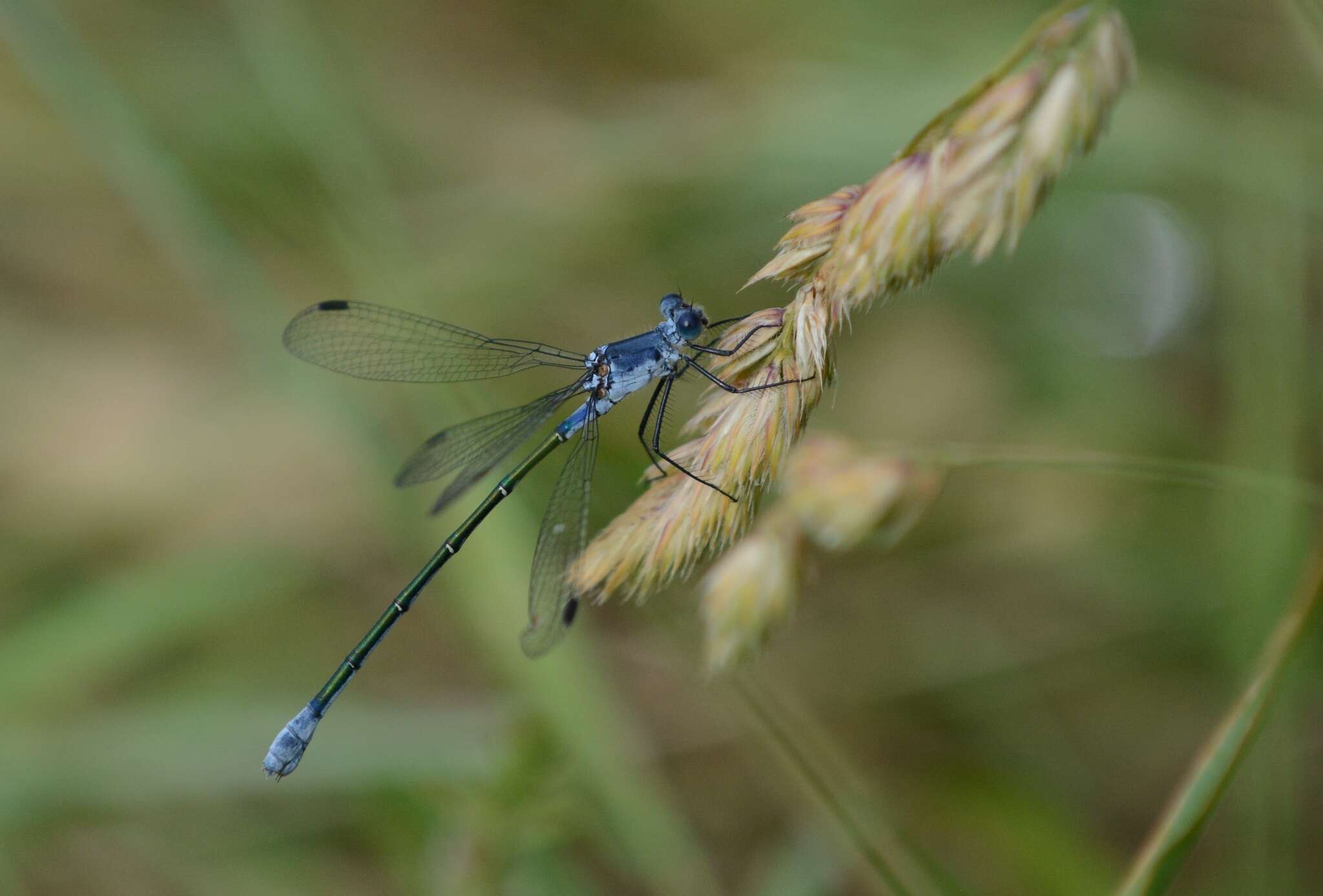 Image of Dark Spreadwing