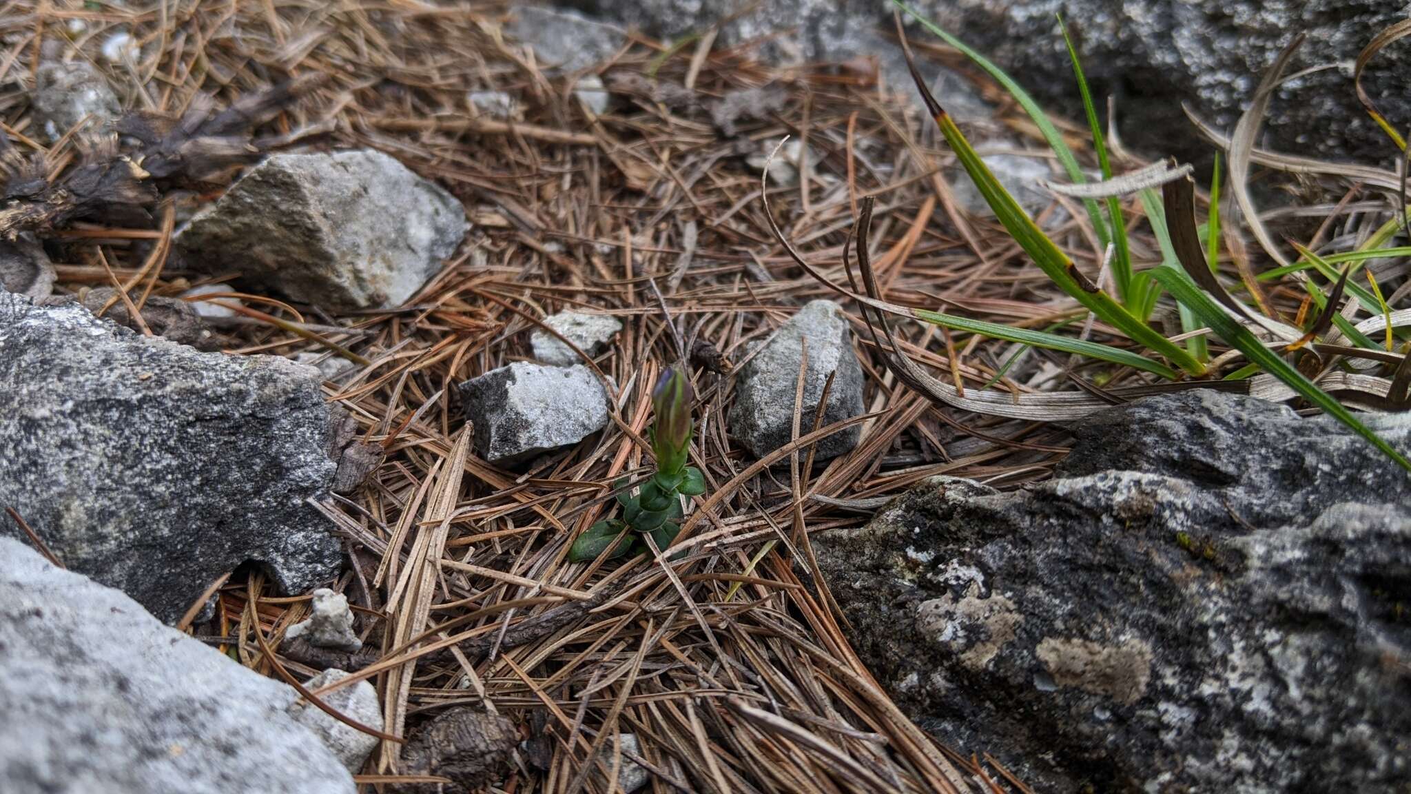 Image de Gentiana tentyoensis Masamune