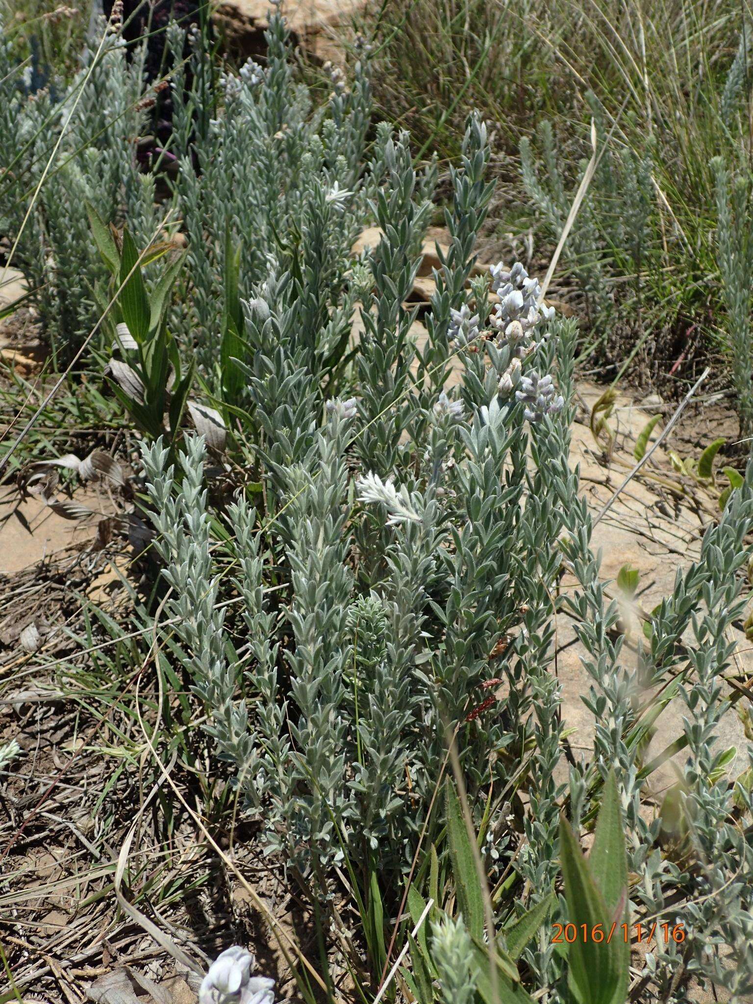 Слика од <i>Lotononis viminea</i>