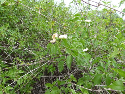 Imagem de Amphilophium carolinae (Lindl.) L. G. Lohmann