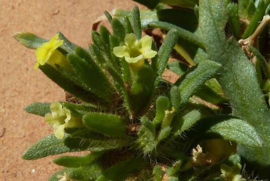 Arnebia decumbens (Vent.) Coss. & Kral.的圖片