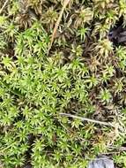 Sphagnum henryense Warnstorf 1900的圖片