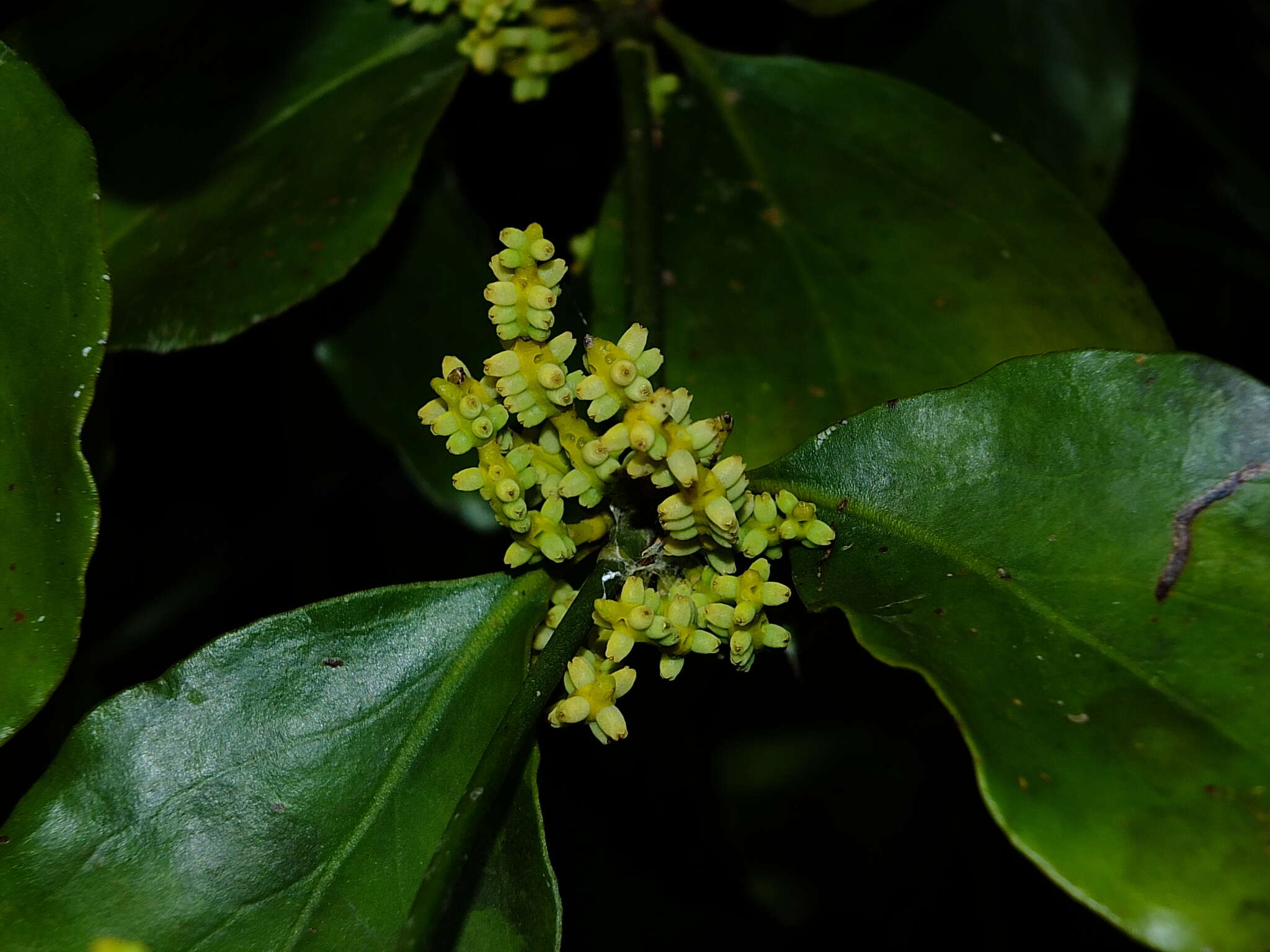 Image de Phoradendron racemosum (Aubl.) Krug & Urban