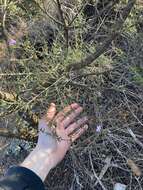 Image of Boronia capitata Benth.