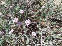 Image de Lippia fastigiata Brandegee