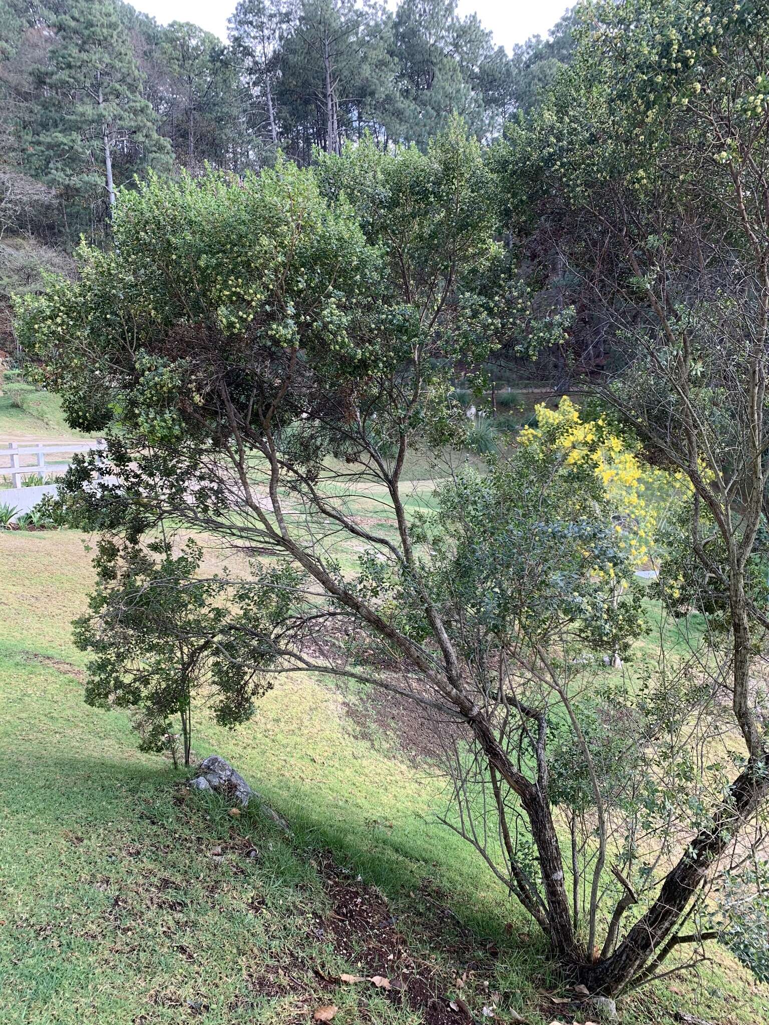 Image of Baccharis pseudovaccinioides L. Teodoro