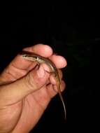 Image of Taylor's Ground Skink