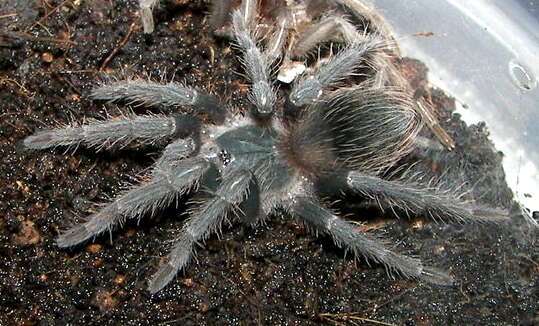 Image of Bahia Scarlet Tarantula