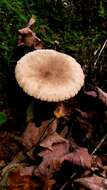 Image de Lactarius subplinthogalus Coker 1918