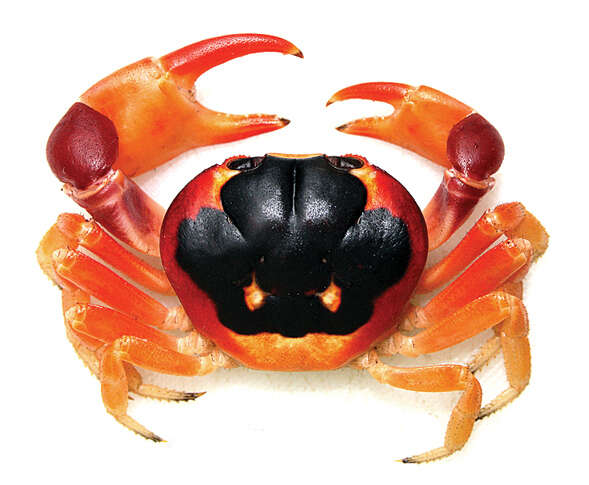 Image of Gecarcinus lateralis (Guérin 1832)