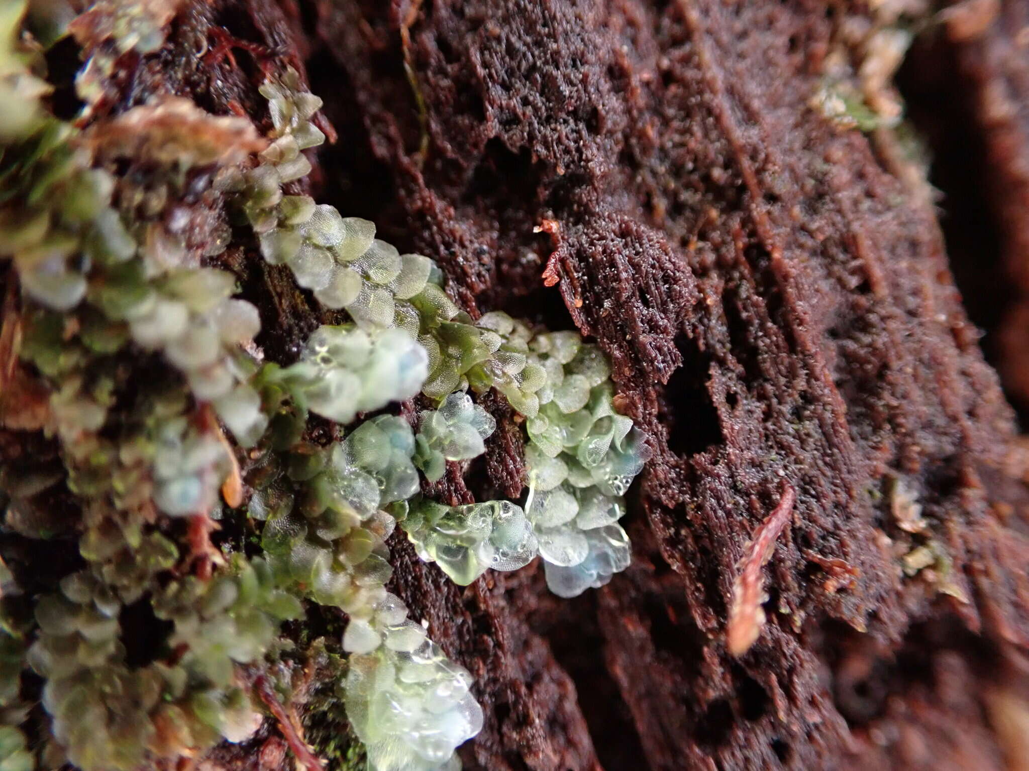 Image of Calypogeia azurea Stotler & Crotz