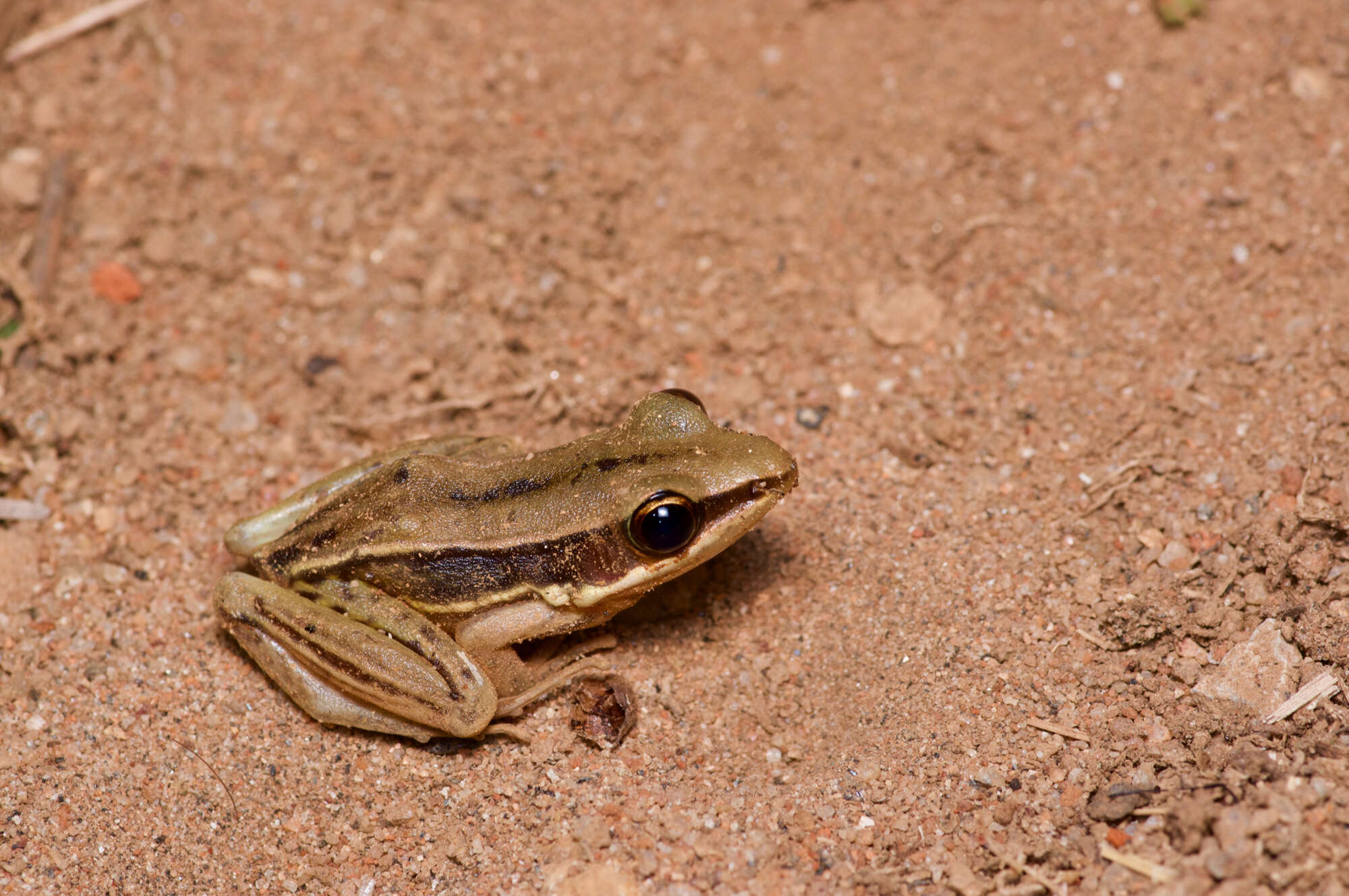 صورة Hydrophylax gracilis (Gravenhorst 1829)