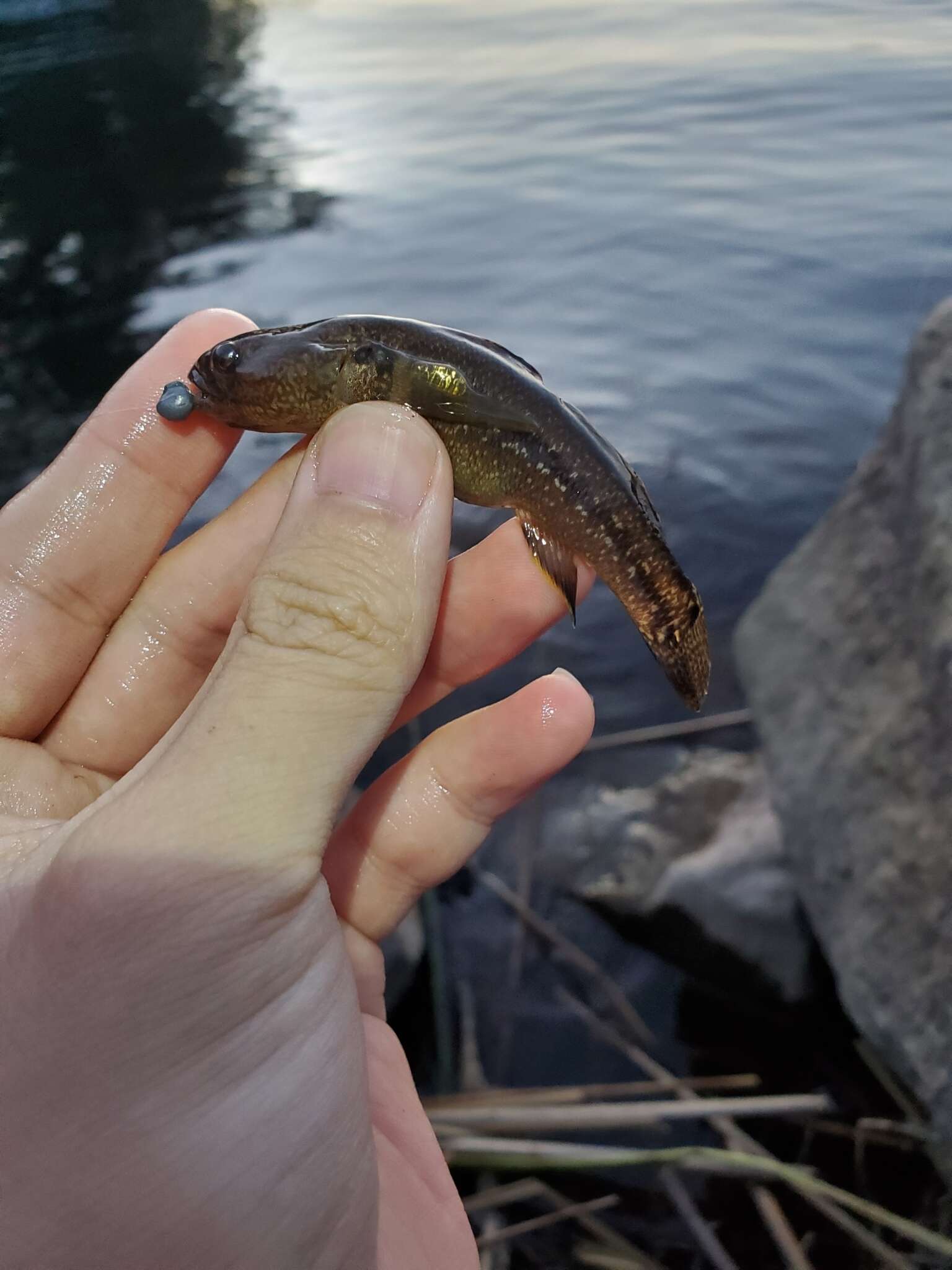 Image of Shimofuri Goby