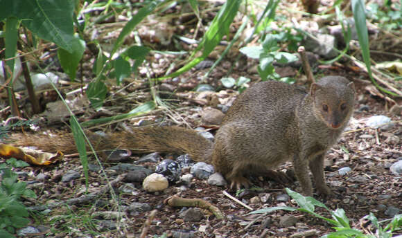 Image of Gold-speckled mongoose