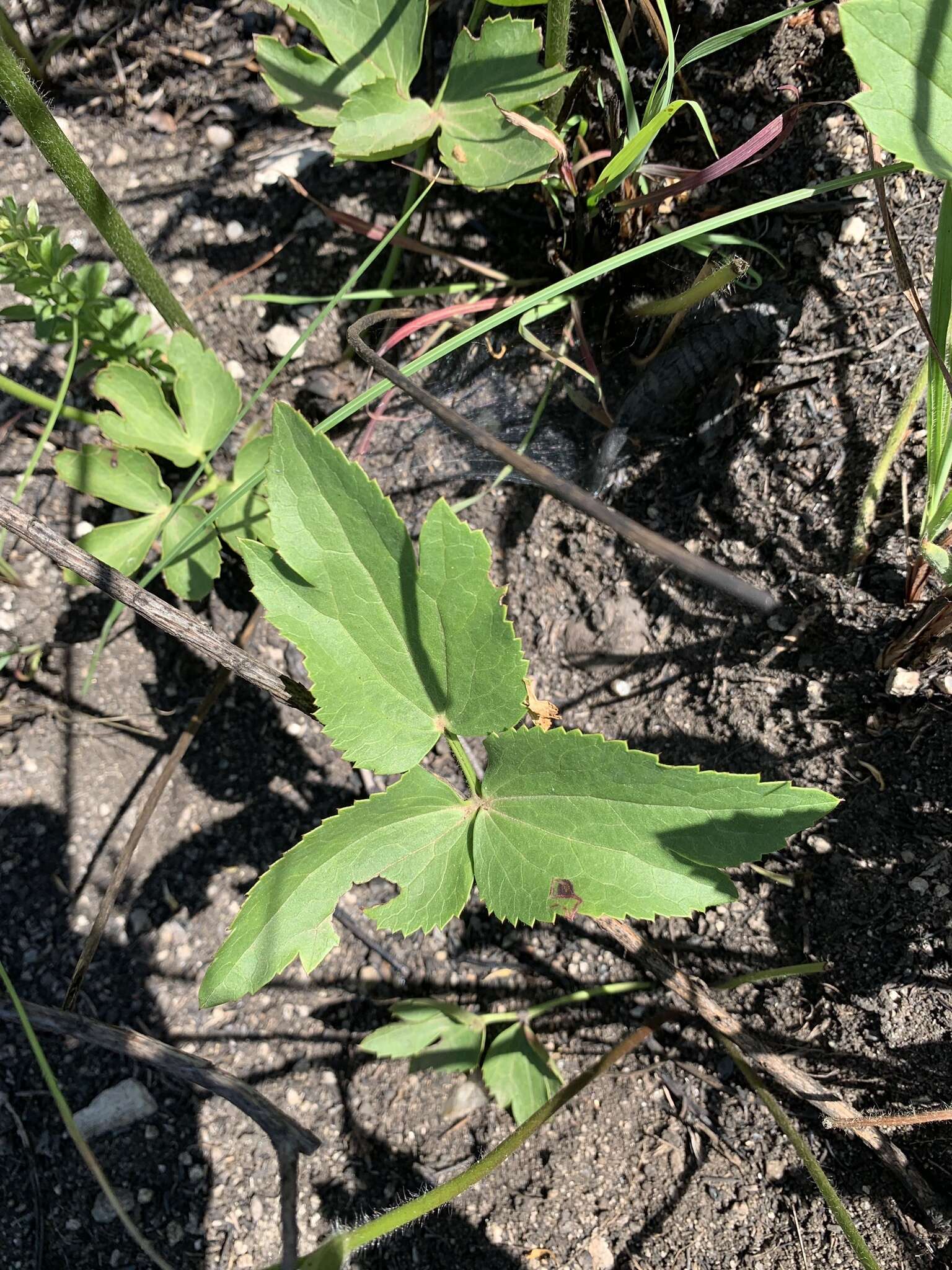 Image of Blister-leaf