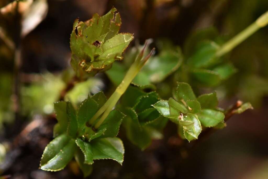 Image of largetooth calcareous moss