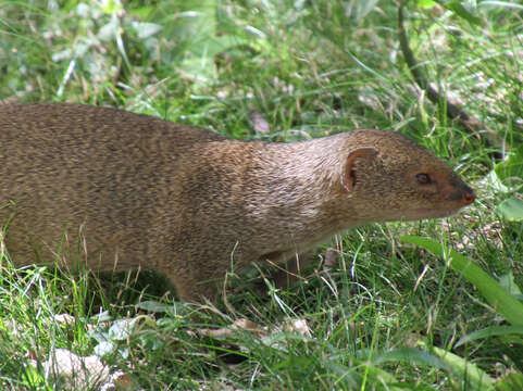 Image of Gold-speckled mongoose