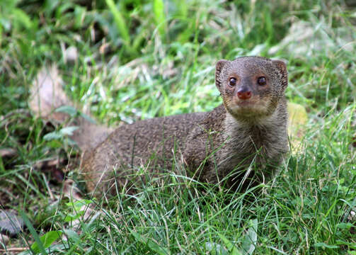 Sivun Herpestes javanicus auropunctatus (Hodgson 1836) kuva