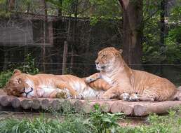 Image of Panthera leo × Panthera tigris